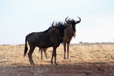 Horse standing in a field