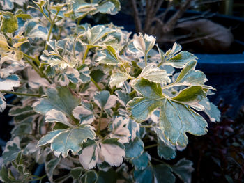 Close-up of purple flowering plant