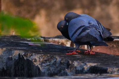 Close-up of bird perching on retaining wall