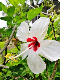 Close-up of white hibiscus flower