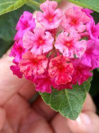 Close-up of pink flowers blooming outdoors