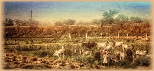 Sheep grazing on field against sky