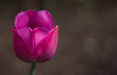 Close-up of pink tulip blooming outdoors