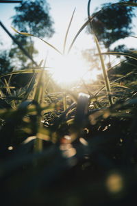 Close-up of plants growing on field against sky during sunset