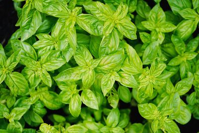 High angle view of green leaves