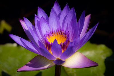 Close-up of purple water lily