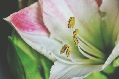 Close-up of pink flower