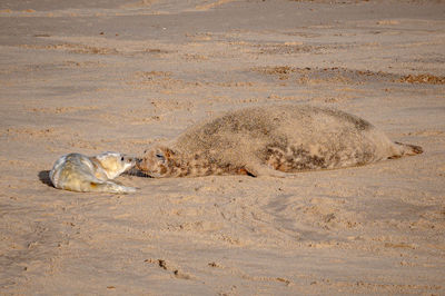 Mother seal recognising her newborn grey seal pup, halichoerus grypus, by sense of smell