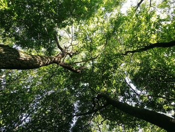 Low angle view of trees