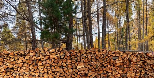 Stack of logs in forest