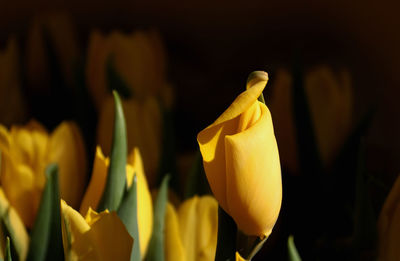 Close-up of yellow tulip blooming outdoors