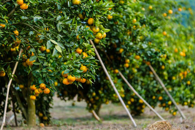 Orange fruits growing on tree