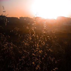 Plants growing on land against sky during sunset