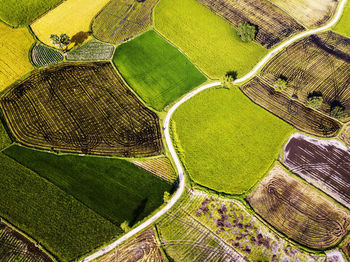 Full frame shot of agricultural field