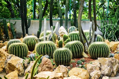 Golden barrel cactus