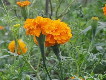 Close-up of orange marigold blooming outdoors