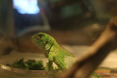 Close-up of green iguana
