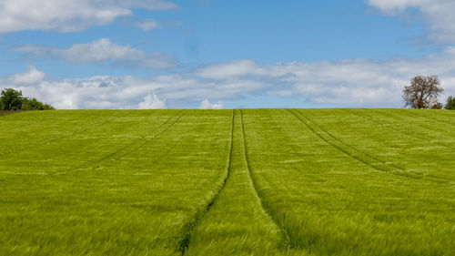 Wheat field to the horizon