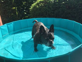 Cat in swimming pool