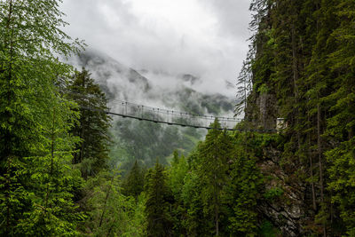 Scenic view of forest against sky