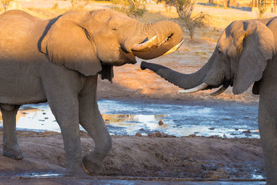 Side view of elephant in water