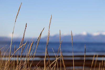 Close-up of plants on beach against clear sky