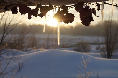 Dry plant hanging over snow drift at field