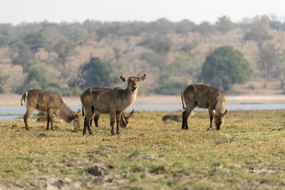 Wayerbuck grazing in a field