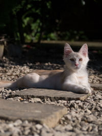Portrait of white cat sitting outdoors