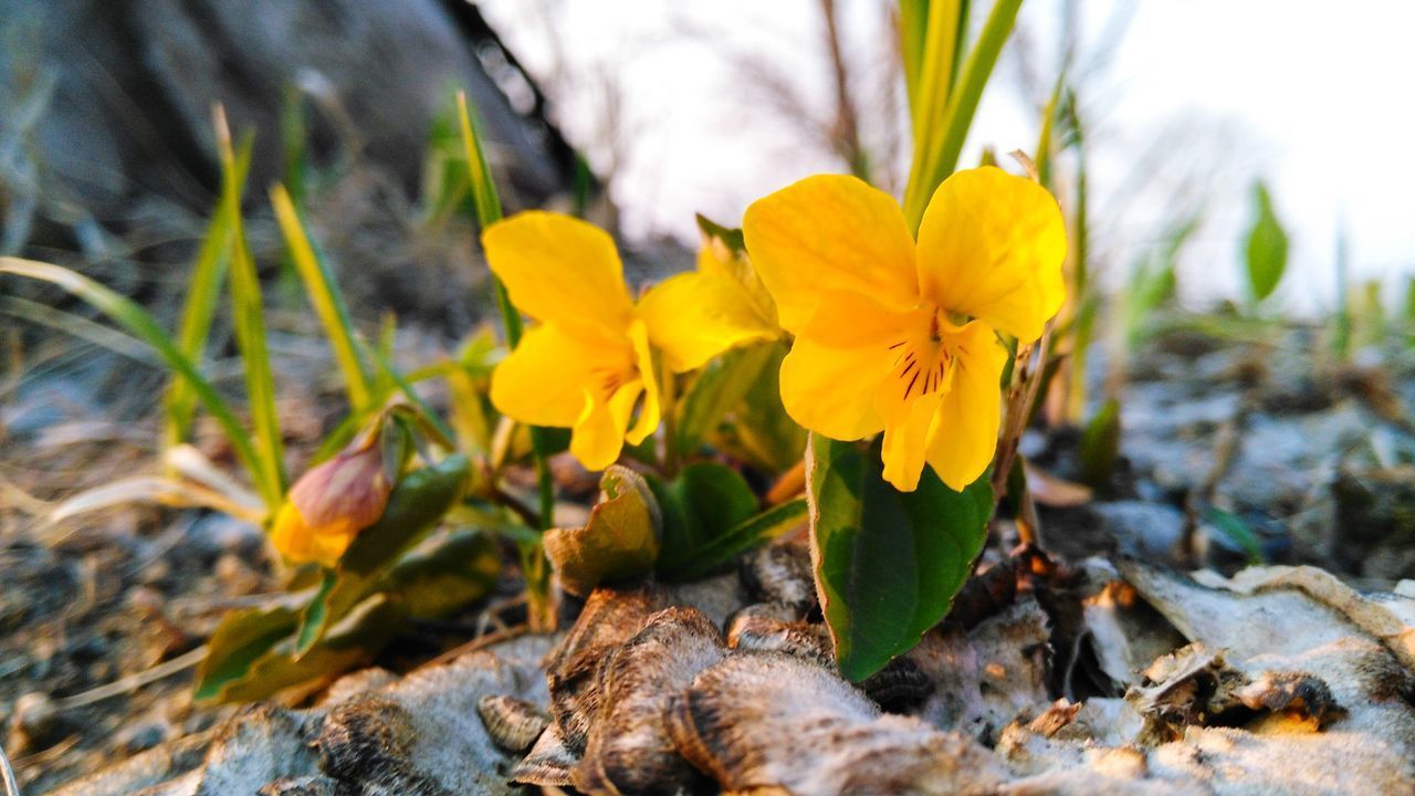 CLOSE-UP OF YELLOW CROCUS FLOWERS