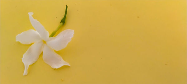 Close-up of white rose