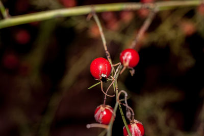 Close-up of rose hips on branch