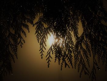 Low angle view of tree against sky at night