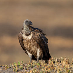 Close-up of a bird perching on a field