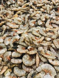Full frame shot of shells