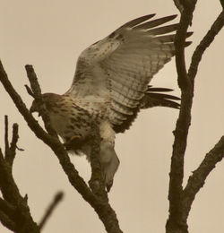 Low angle view of eagle perching on tree against sky