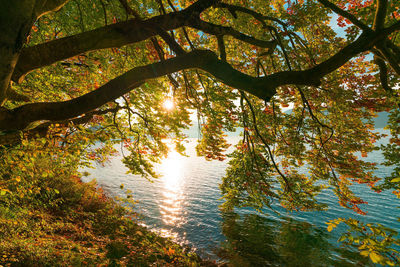 Tree by lake in forest during autumn