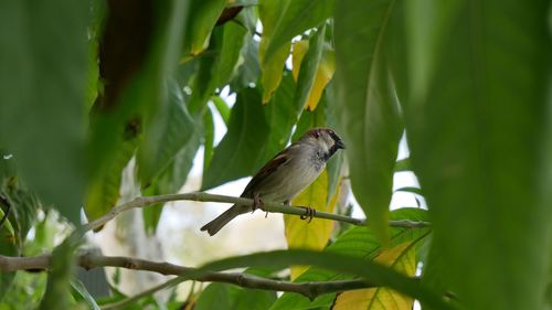 Bird perching on a branch
