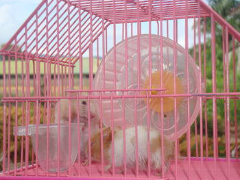 Close-up of pink toy in cage