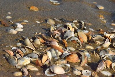 High angle view of shells on beach