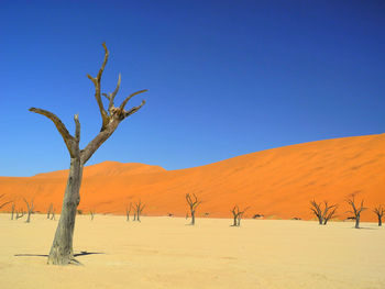 Bare tree on desert against clear sky