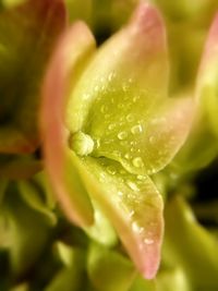 Close-up of water drops on flower