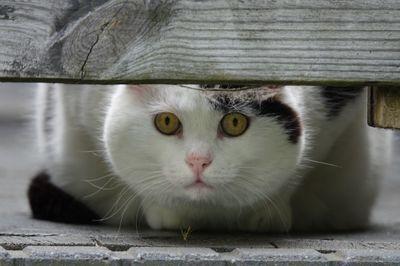 Close-up portrait of cat