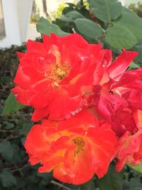 Close-up of red flower