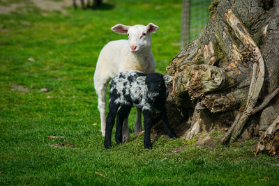 Sheep standing in a field