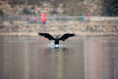 Bird flying over lake