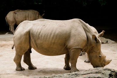 Side view of rhinoceros standing on land