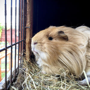 Close-up of a guinea pig in a cage