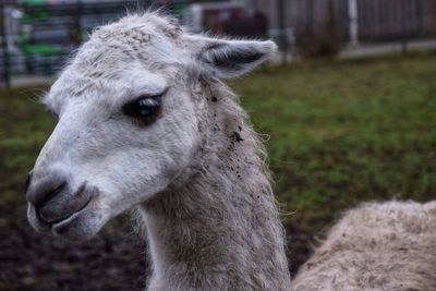 Close-up portrait of horse