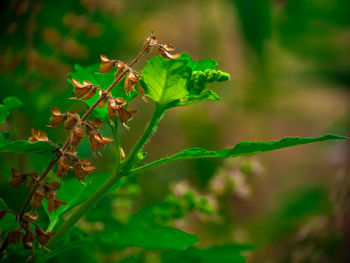 Close-up of insect on plant